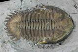 Greenops Trilobite - Arkona, Ontario #164404-11